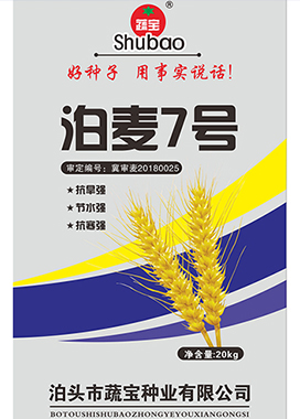 小麥種子